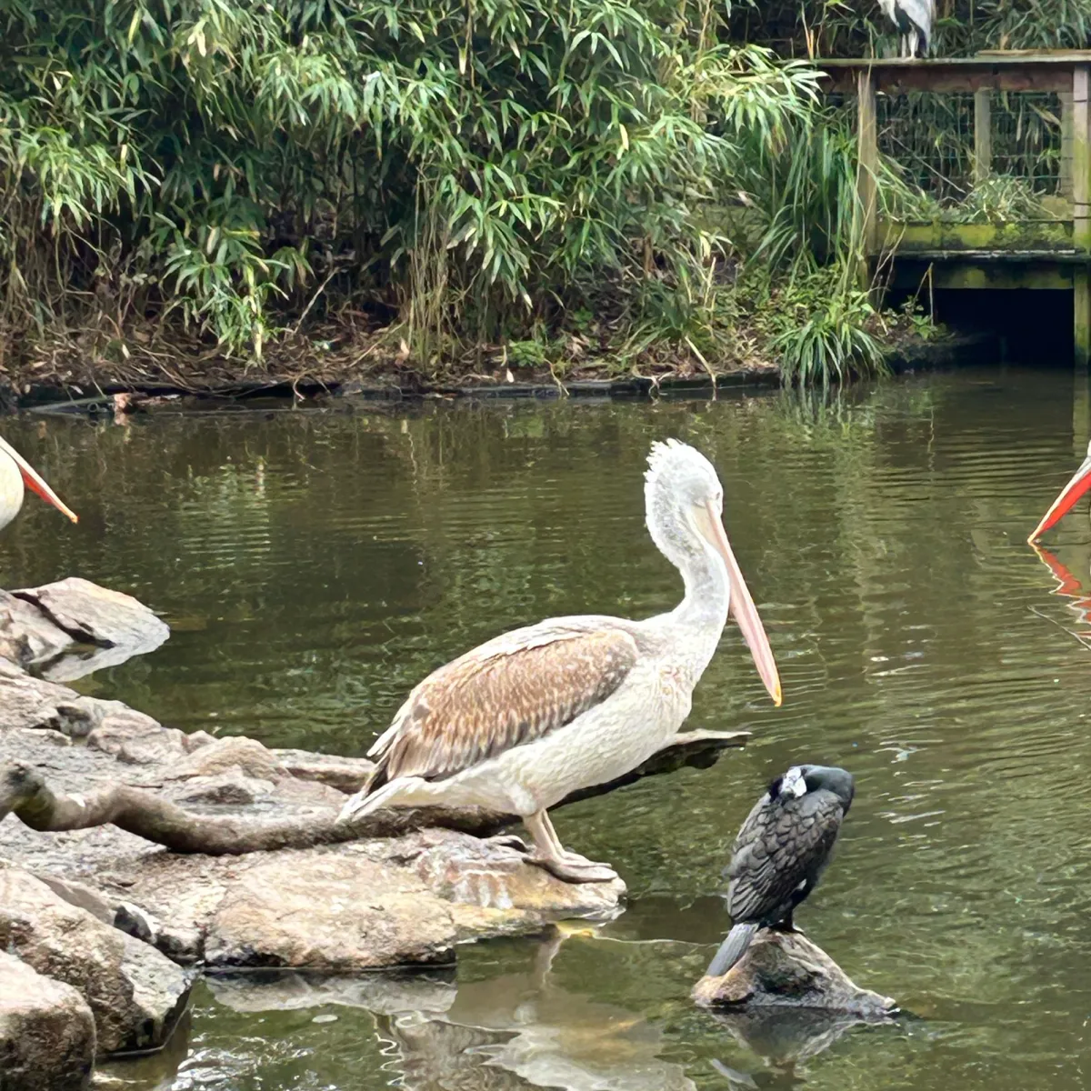 Gespotte Kroeskoppelikaan