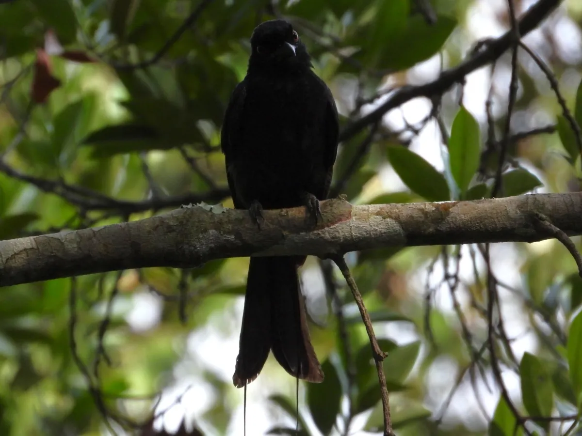 Gespotte Vlaggendrongo