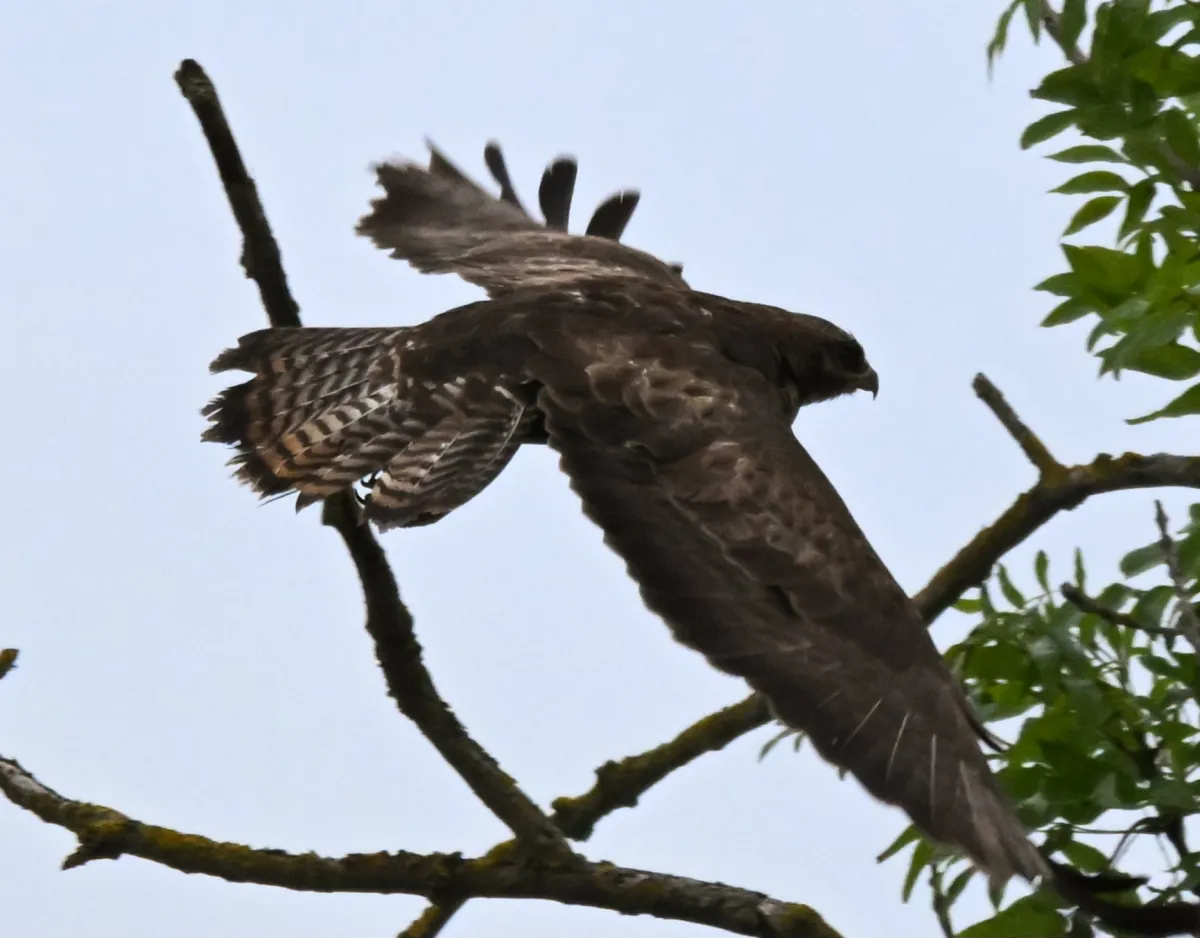 Spotted Common Buzzard