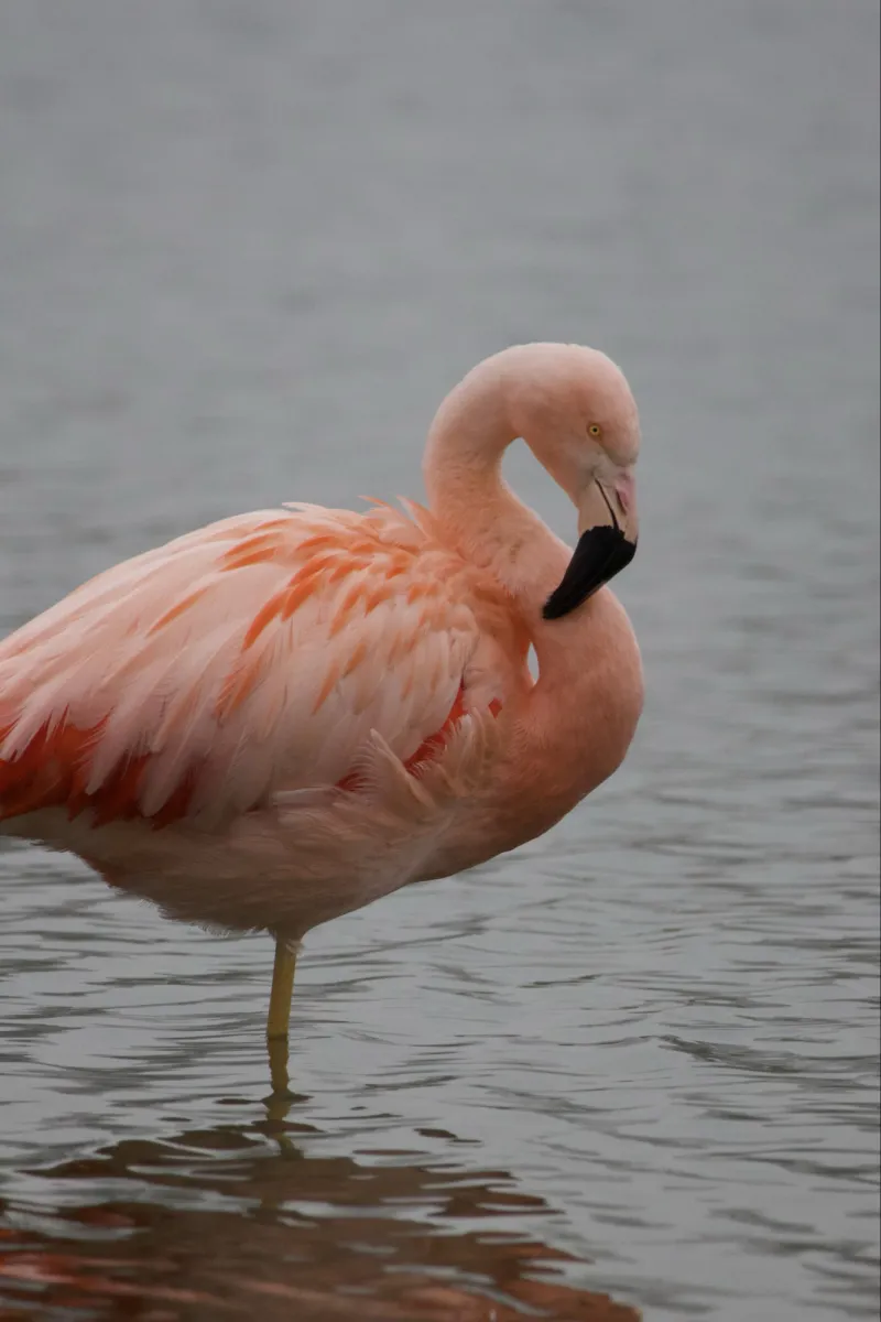 Gespotte Chileense flamingo