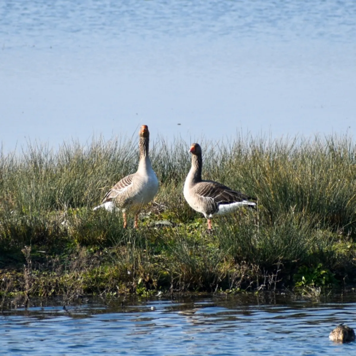 Spotted Graylag Goose