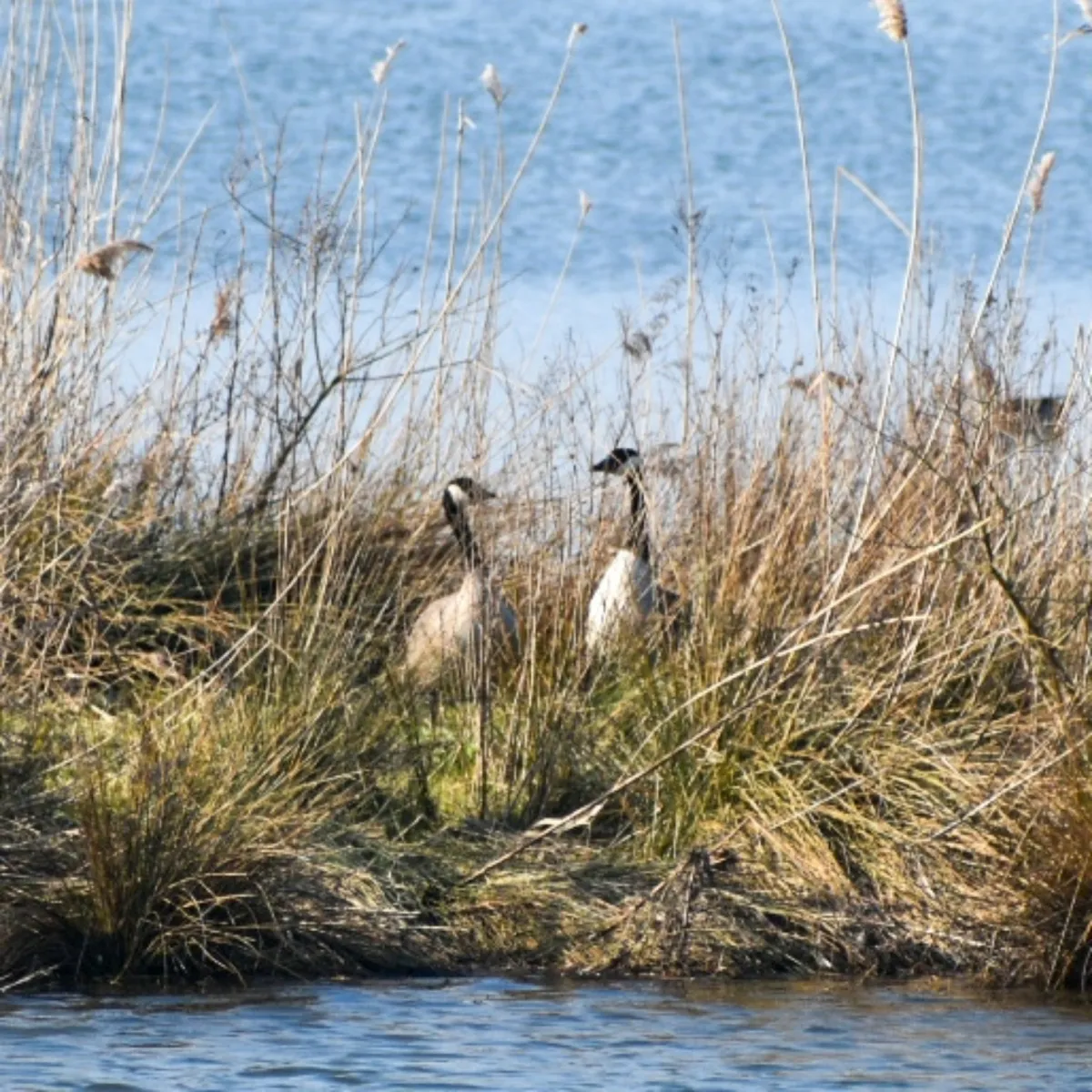 Spotted Canada Goose