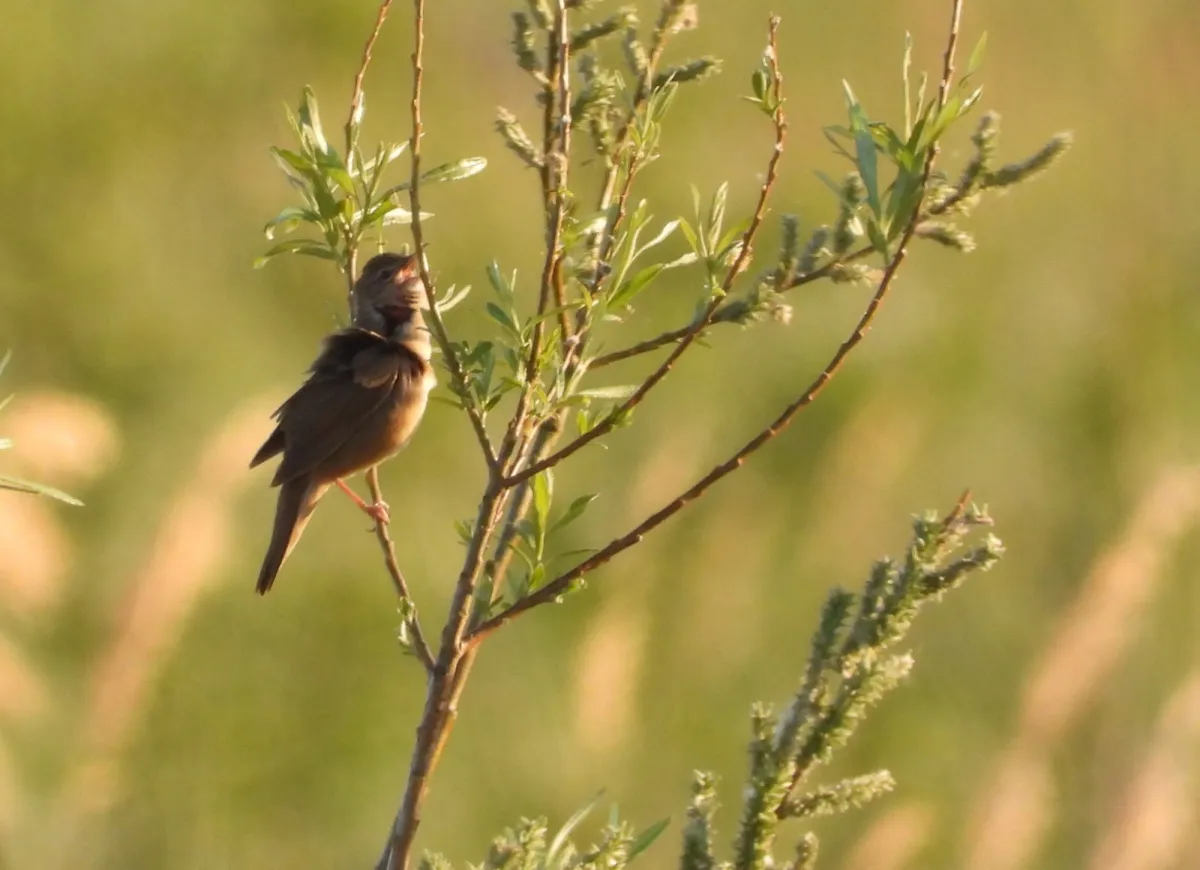 Spotted Savi's Warbler