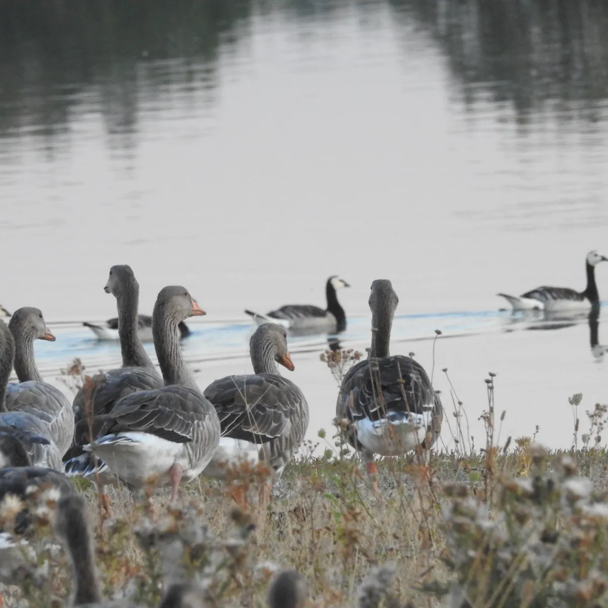 Spotted Barnacle Goose