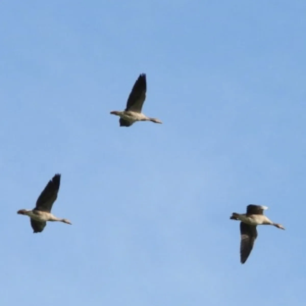 Spotted Graylag Goose