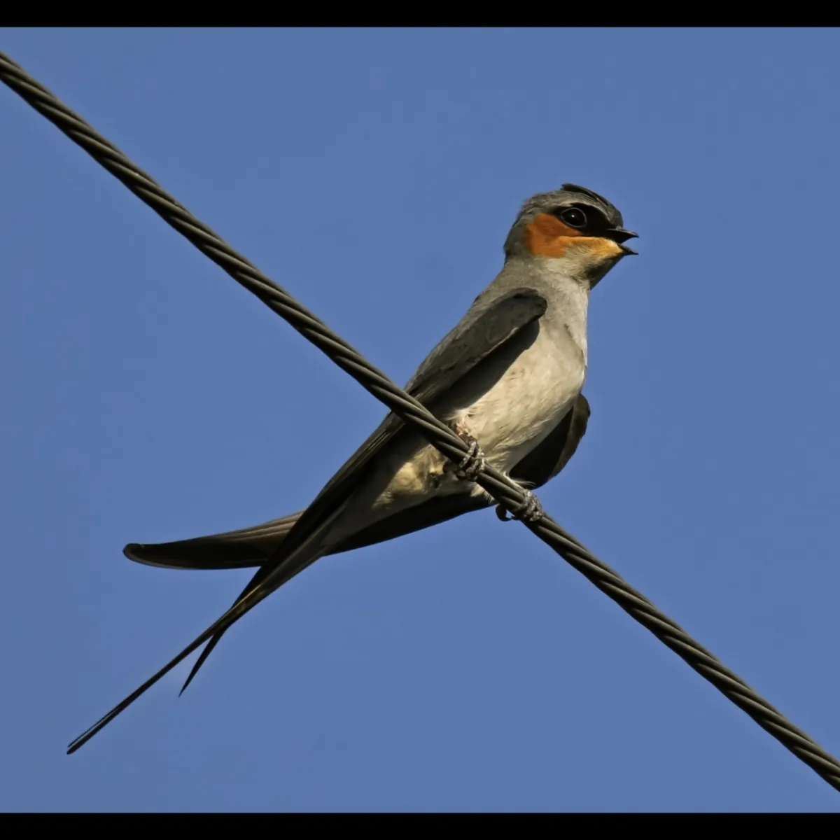 Gespotte Gekroonde boomgierzwaluw