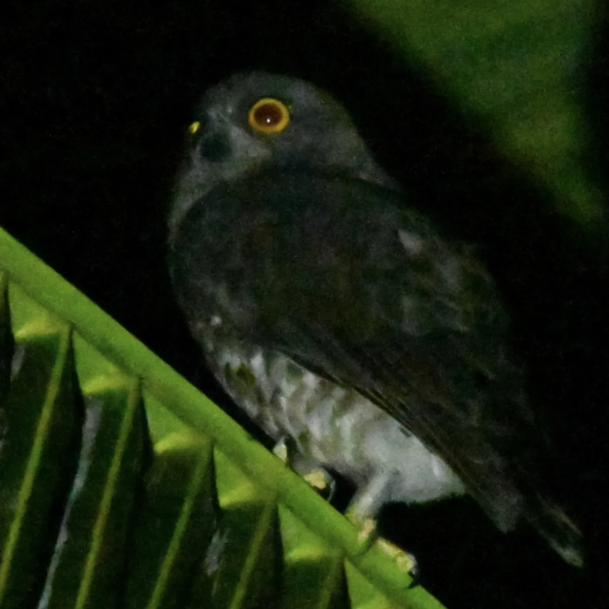 Gespotte Zuid-Aziatische valkuil