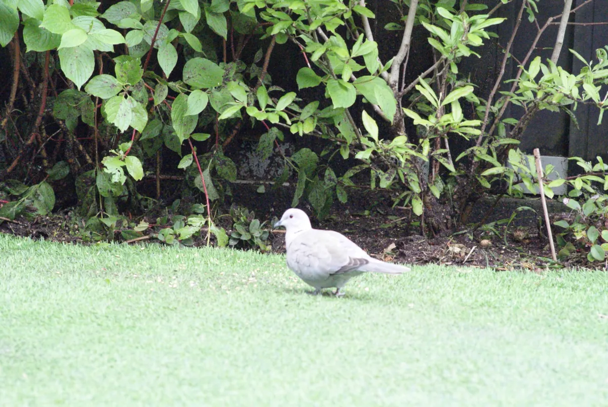 Gespotte Turkse tortel