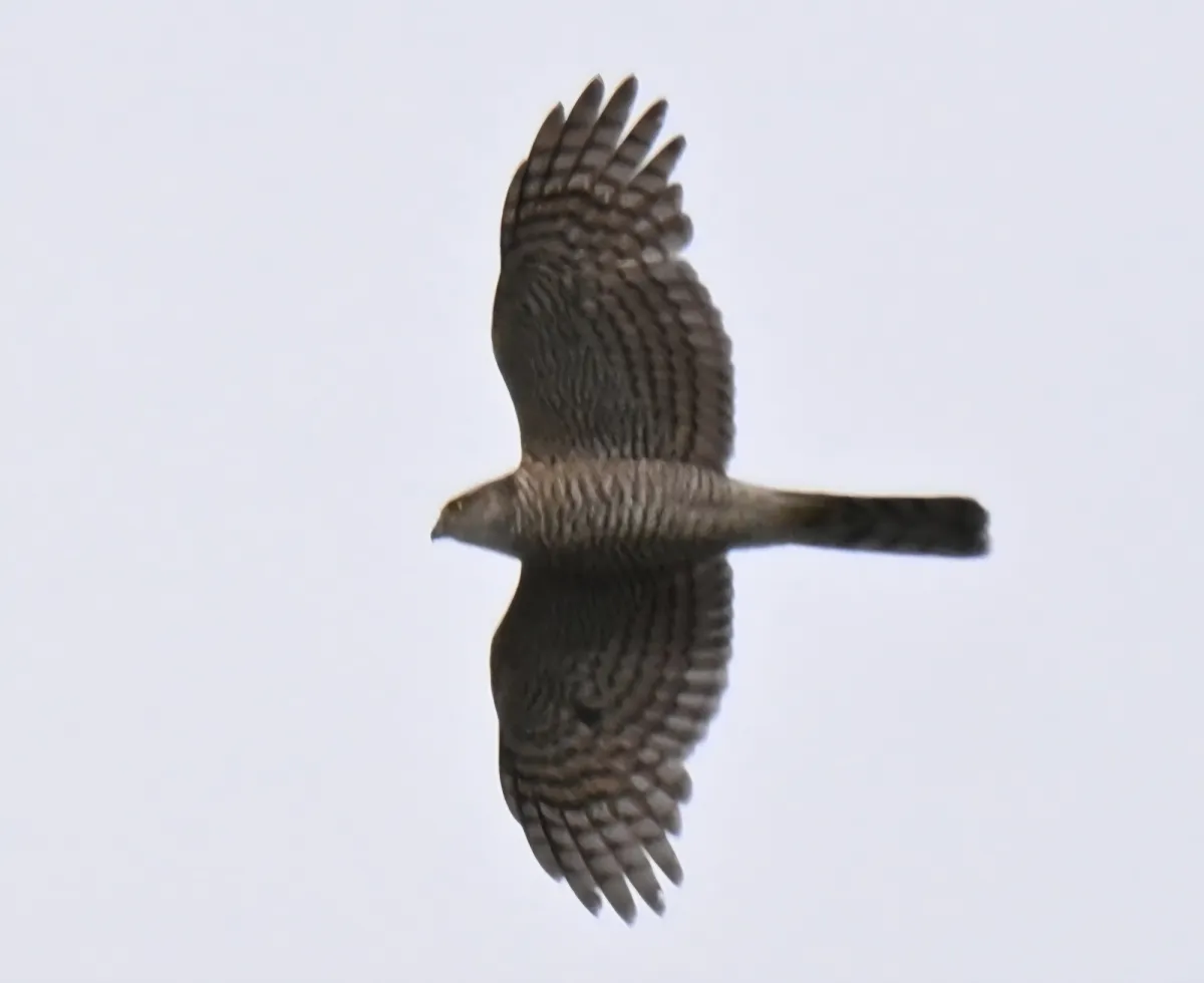 Spotted Eurasian Sparrowhawk