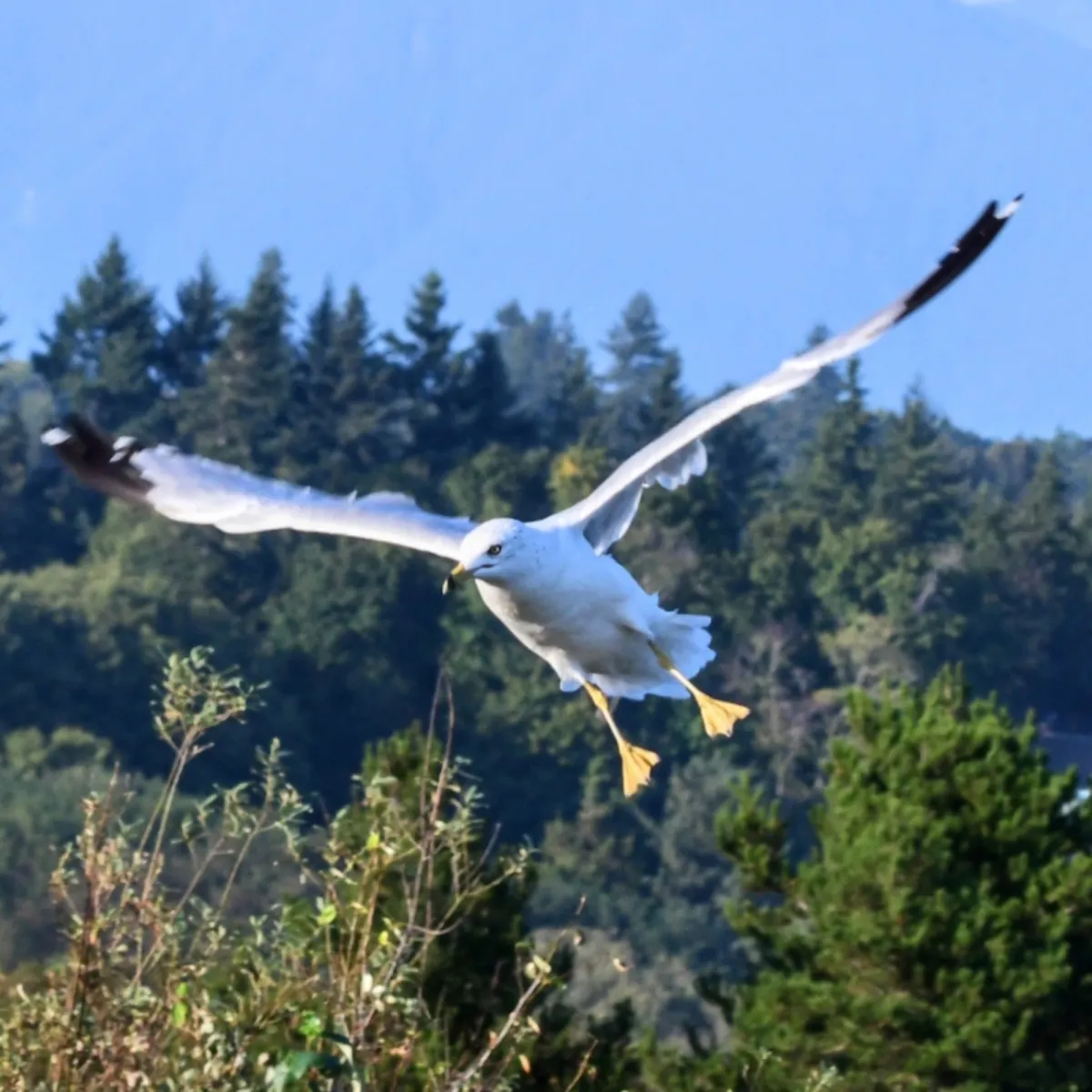 Spotted Ring-billed Gull