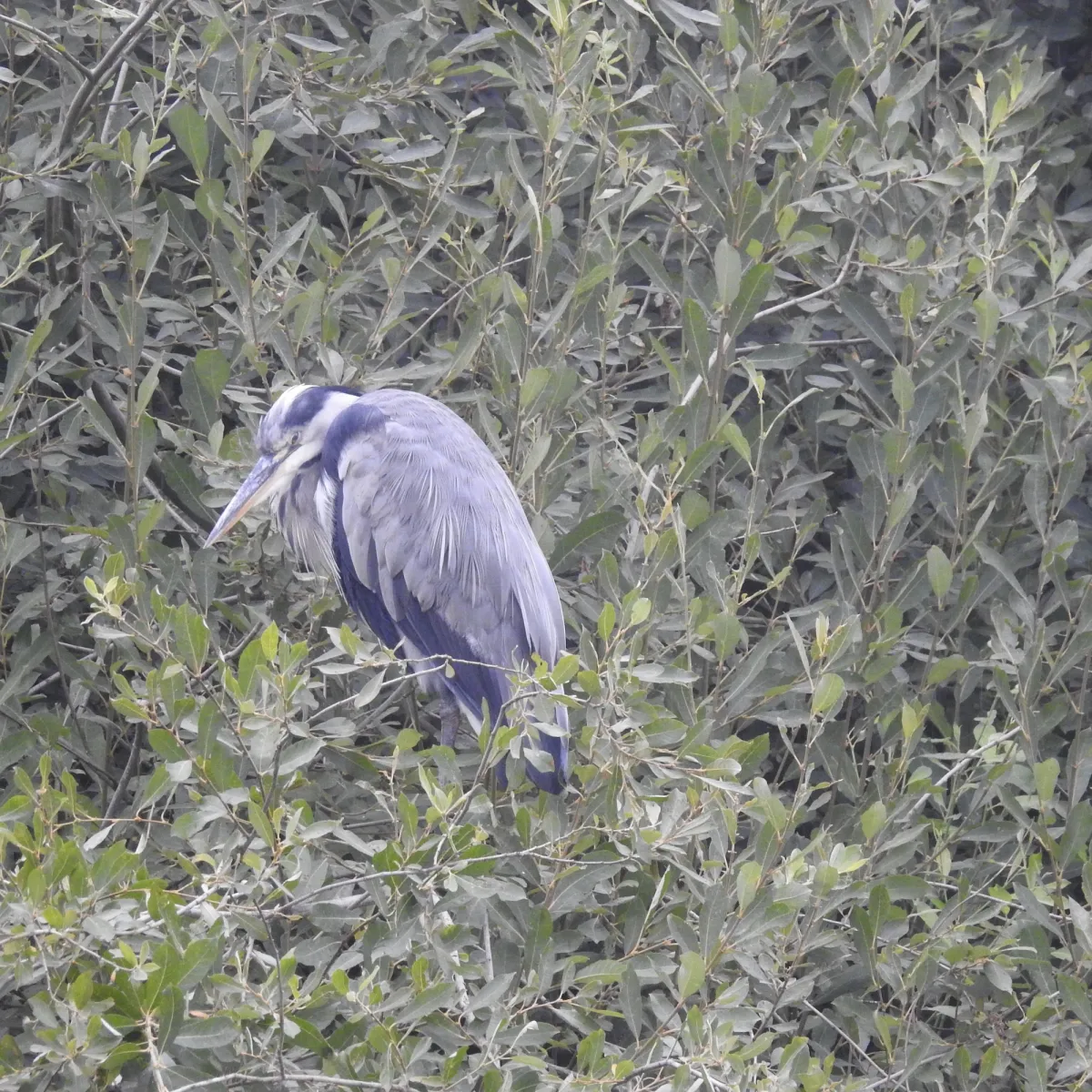 Waargenomen Blauwe reiger