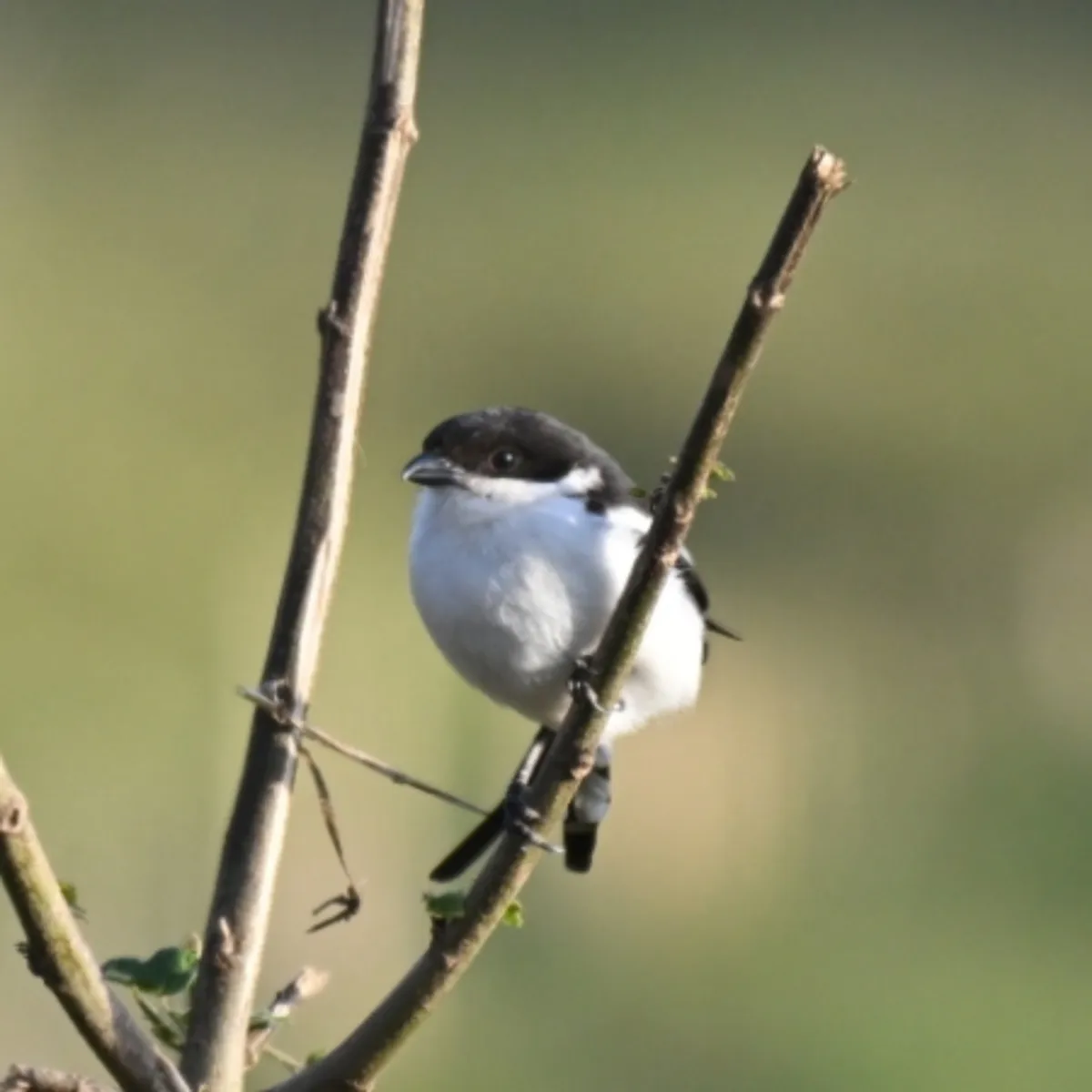 Spotted Northern Fiscal