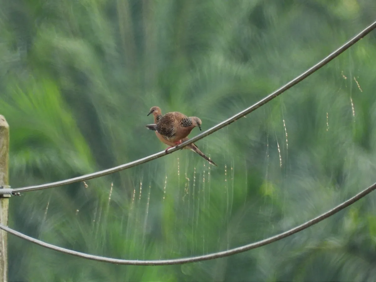 Gespotte Parelhalstortel