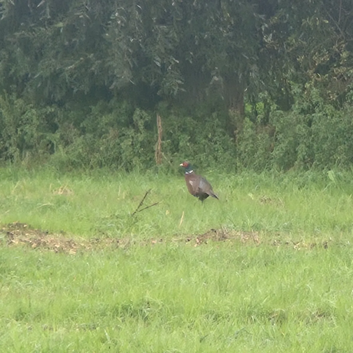 Spotted Ring-necked Pheasant