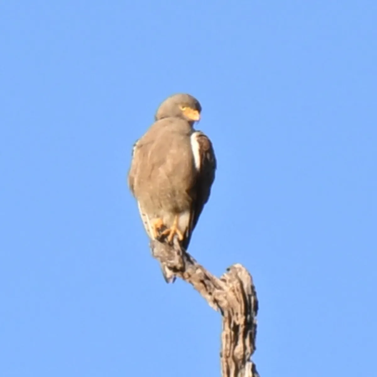 Spotted Rufous-winged Buzzard