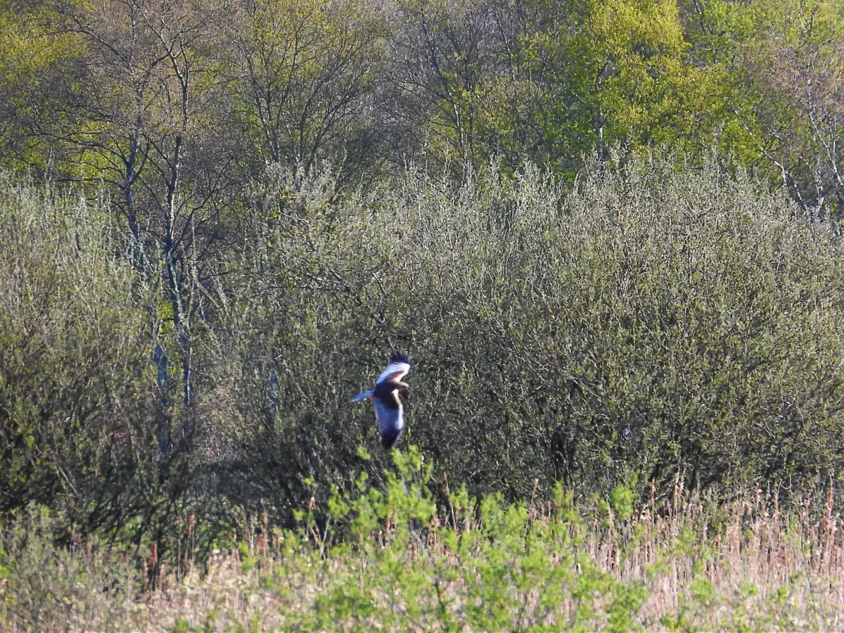 Gespotte Bruine kiekendief