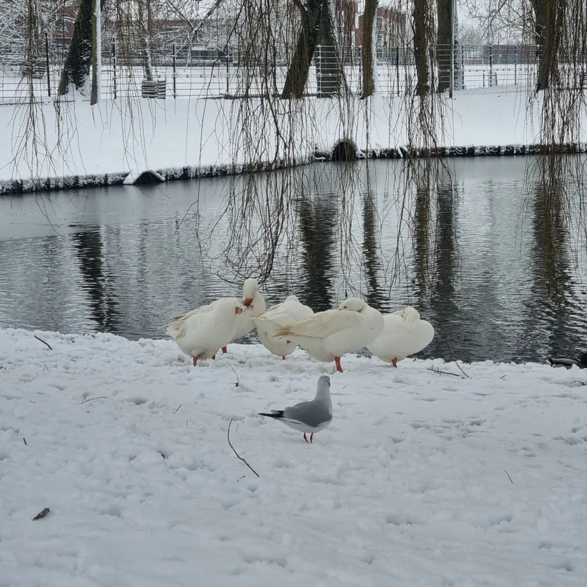 Spotted Domestic Goose (Unspecified Type)