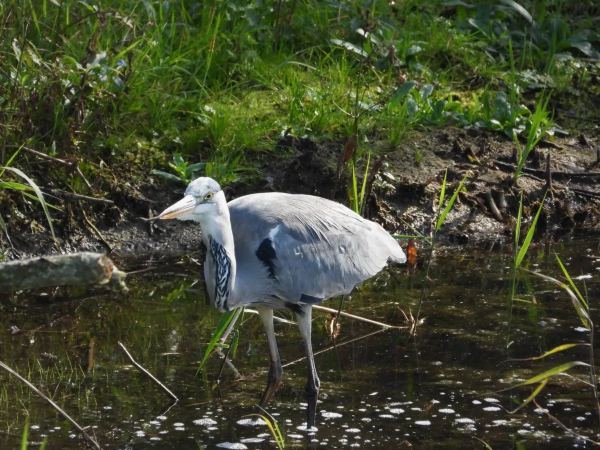 Waargenomen Blauwe reiger