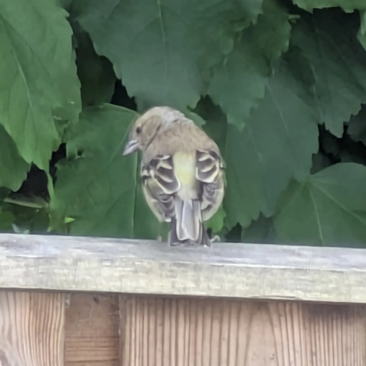 Waargenomen Vink