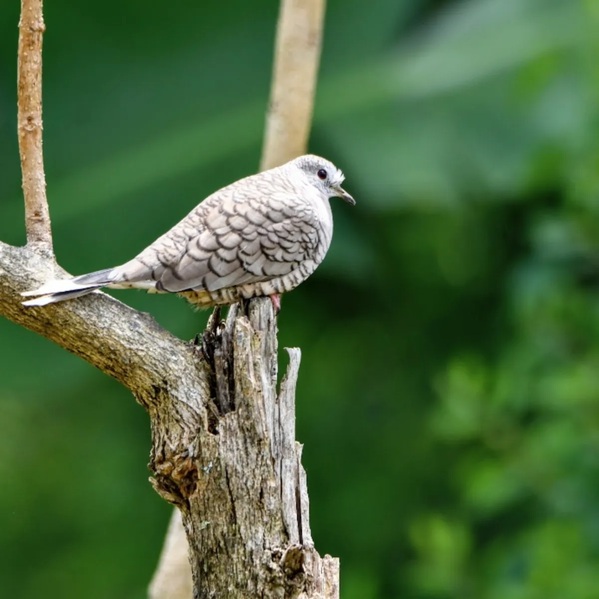 Gespotte Aztekenduif