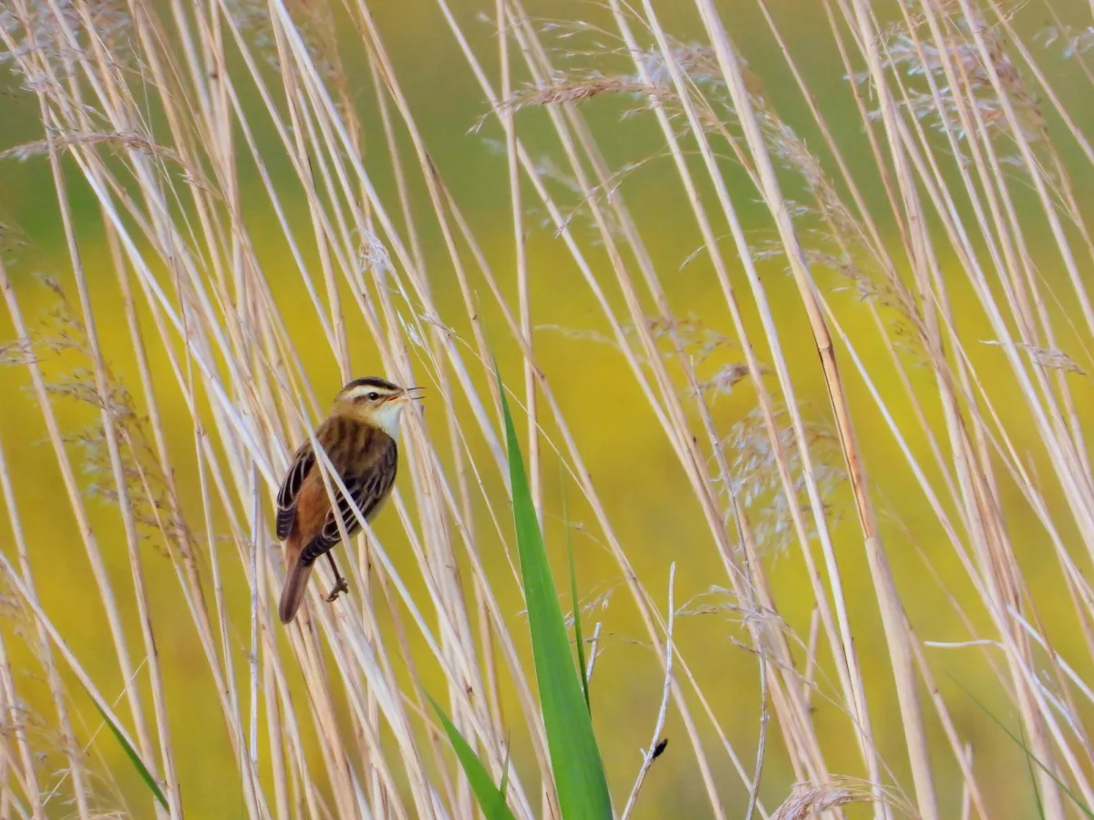 Spotted Sedge Warbler