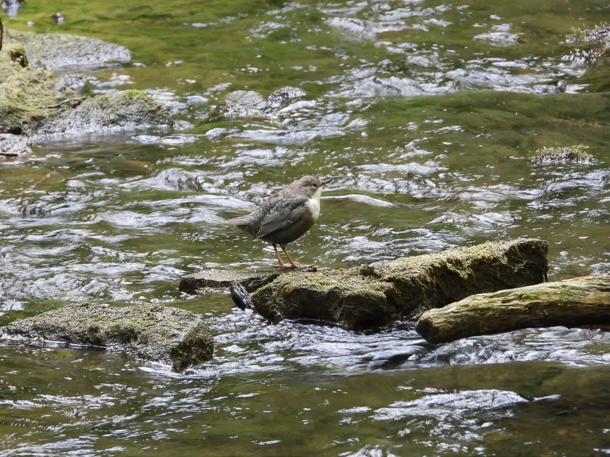 Waargenomen Waterspreeuw