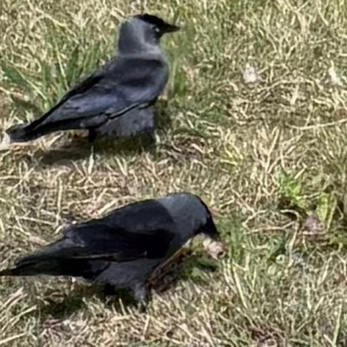 Spotted Eurasian Jackdaw