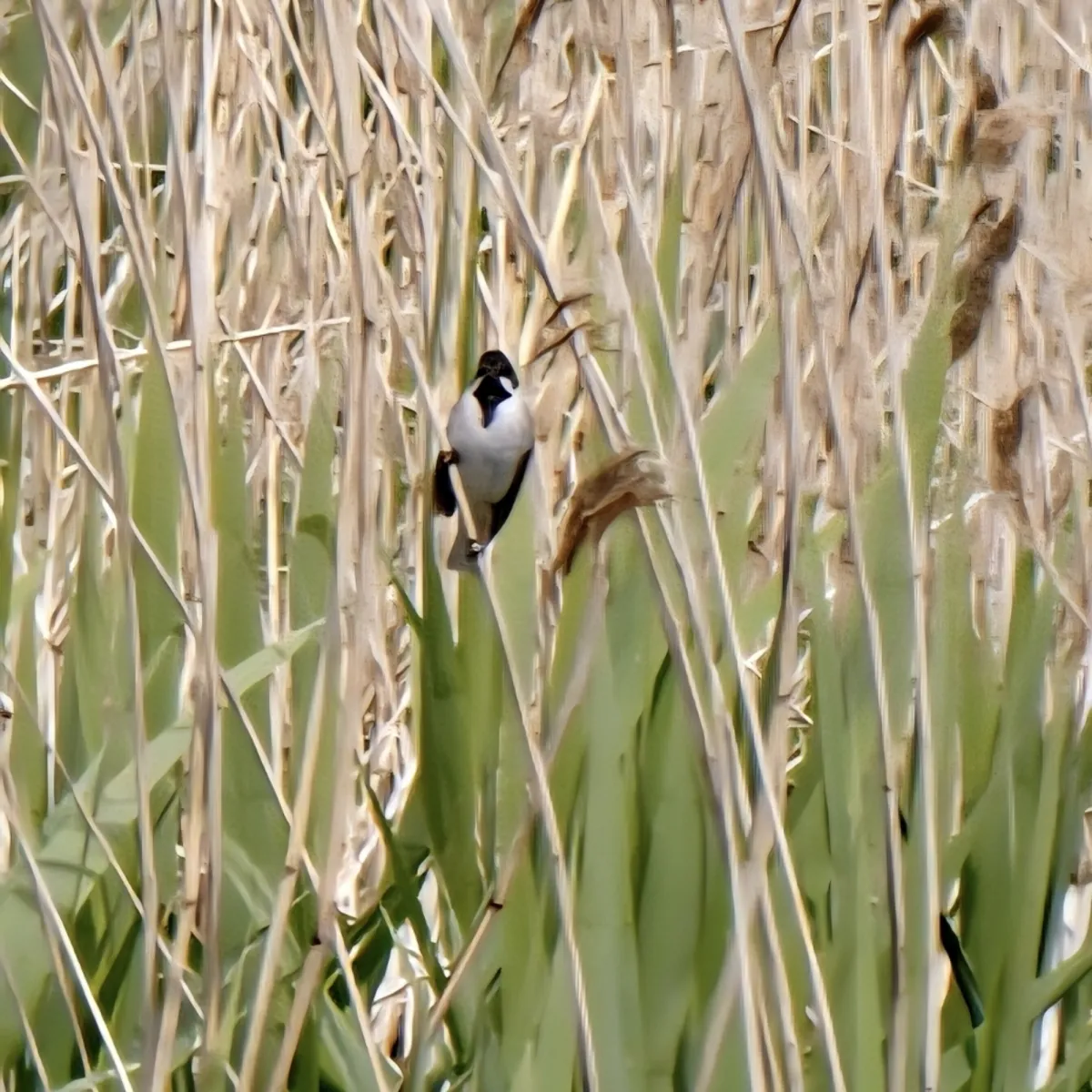 Spotted Reed Bunting