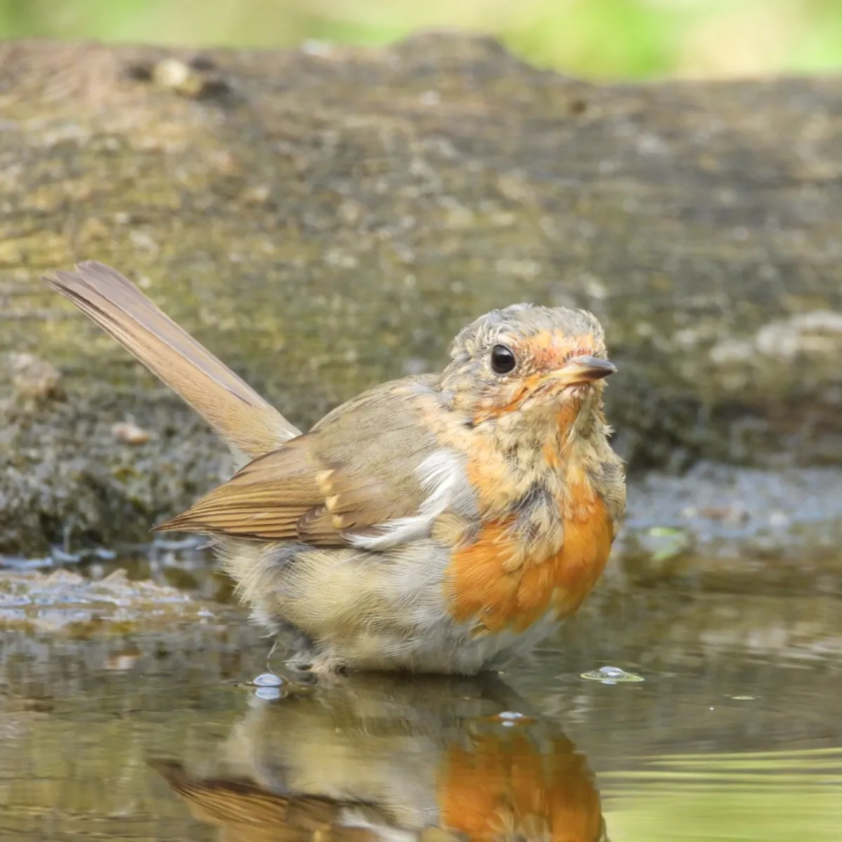 Waargenomen Roodborst