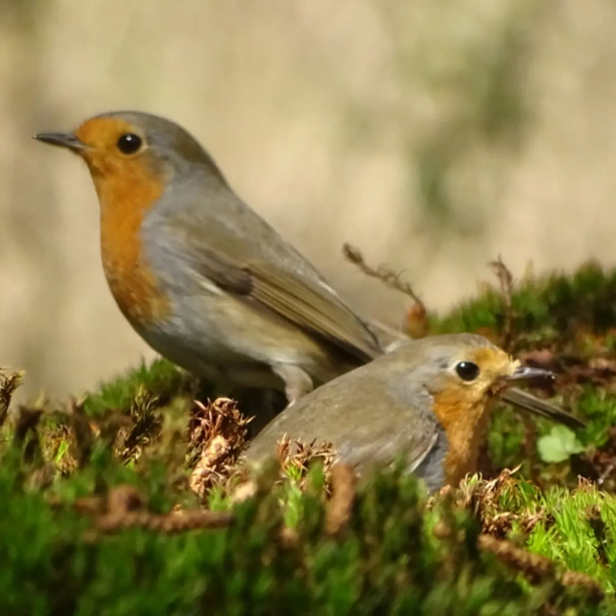 Spotted European Robin