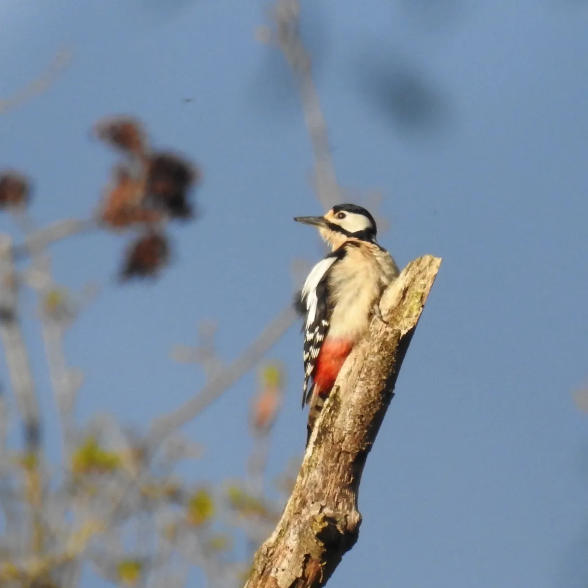 Spotted Great Spotted Woodpecker