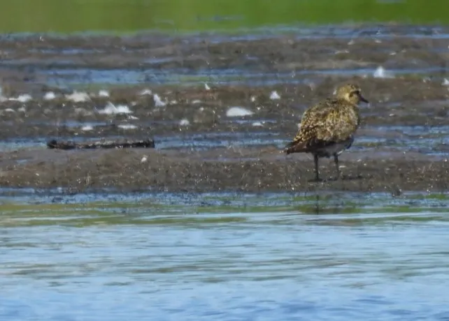 Spotted European Golden-Plover