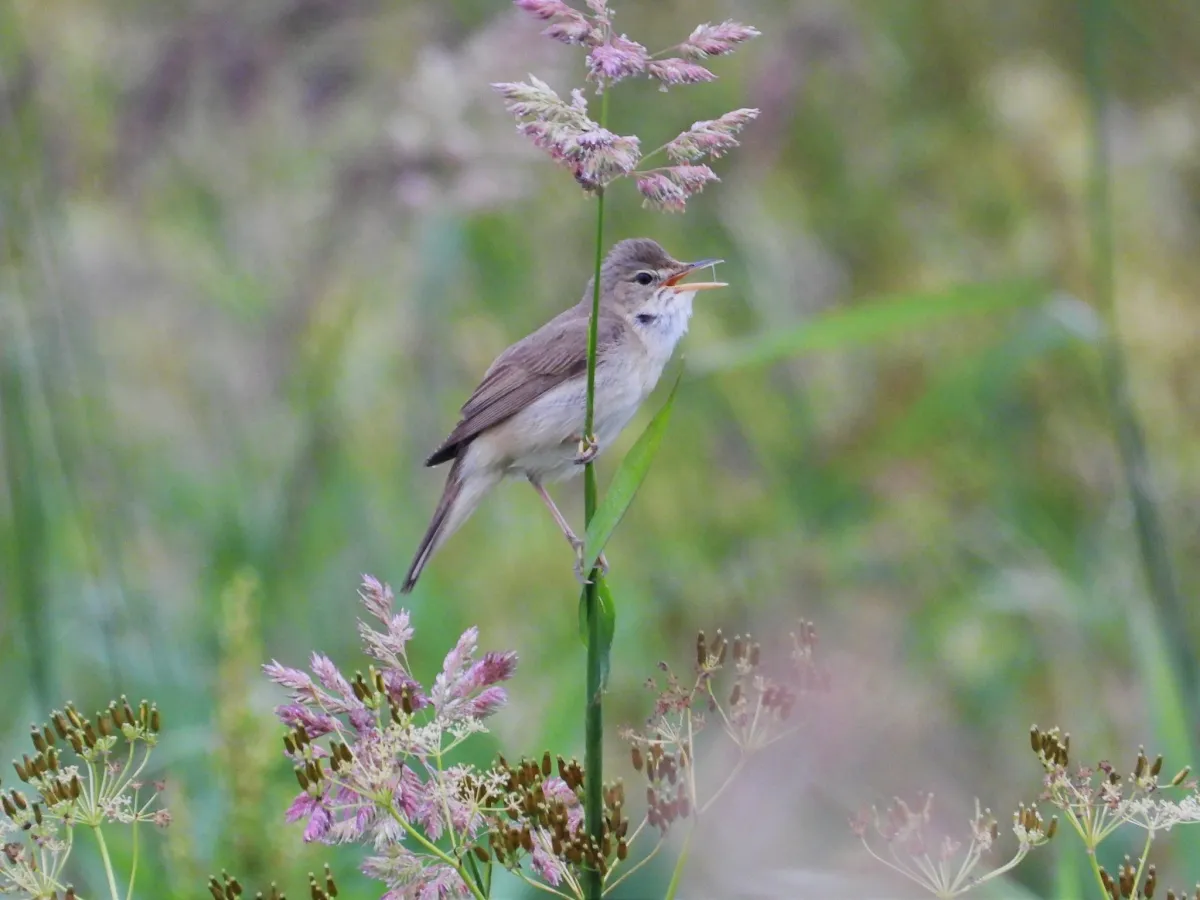Spotted Marsh Warbler