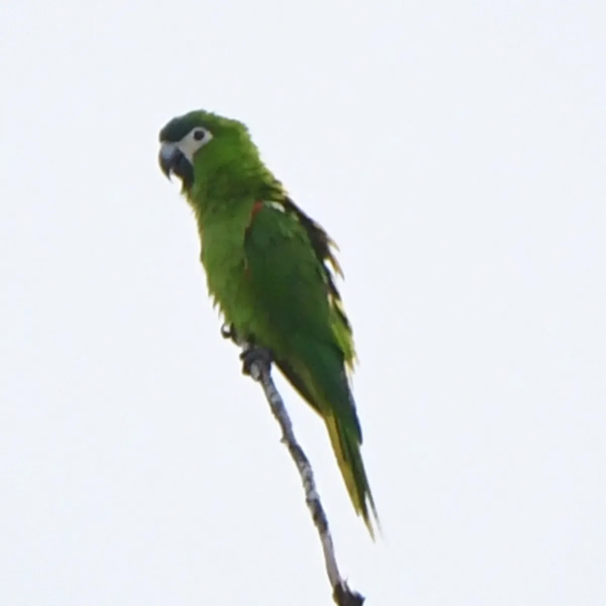 Spotted Red-shouldered Macaw