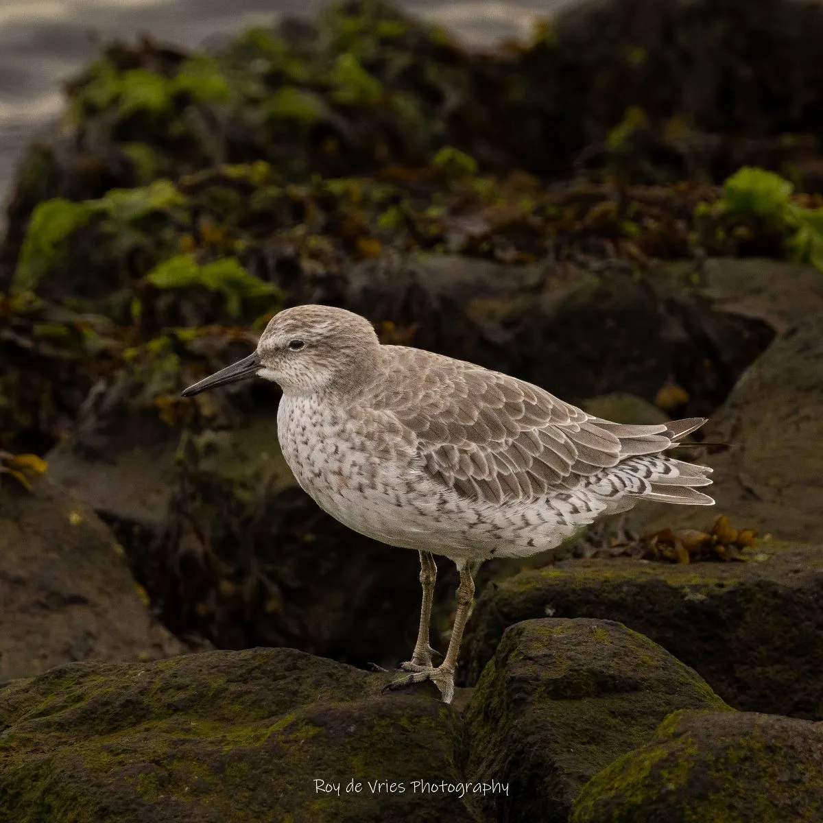 Spotted Red Knot