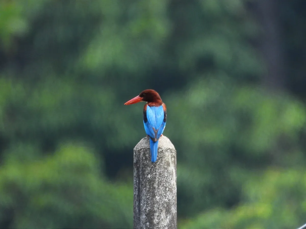 Gespotte Smyrnaijsvogel
