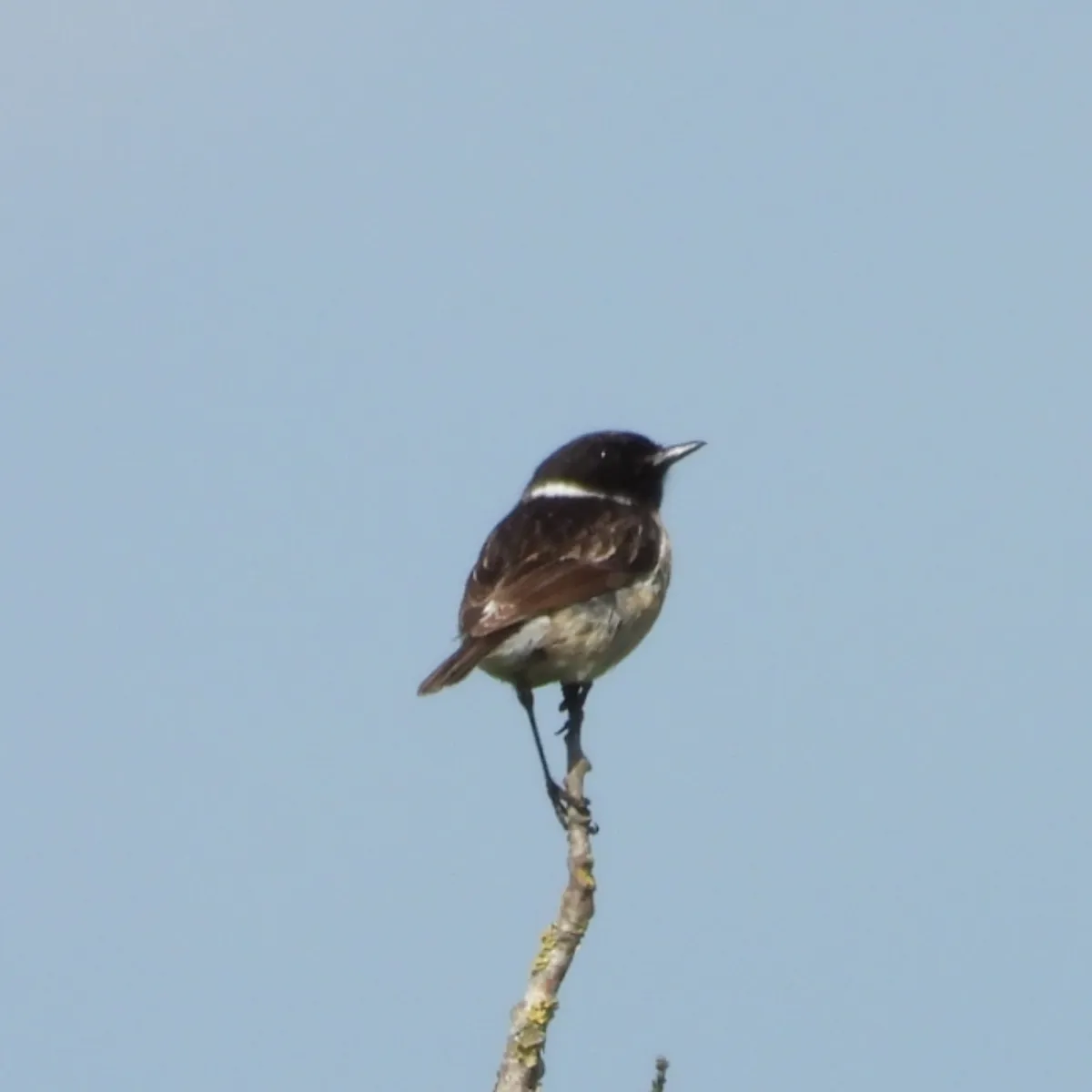 Spotted European Stonechat