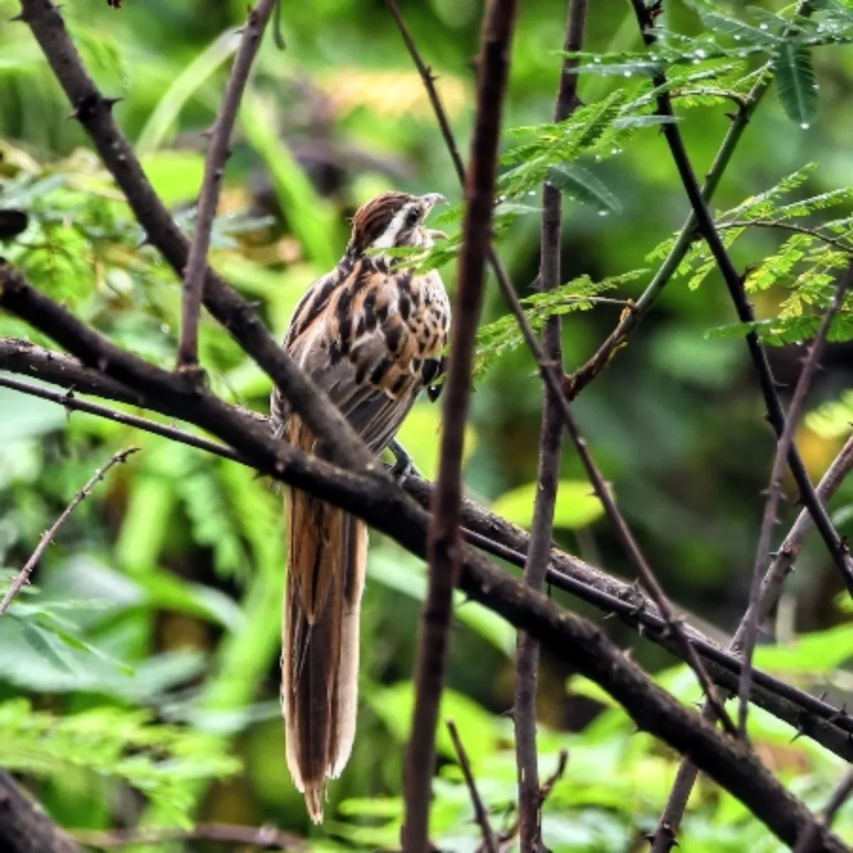 Spotted Striped Cuckoo