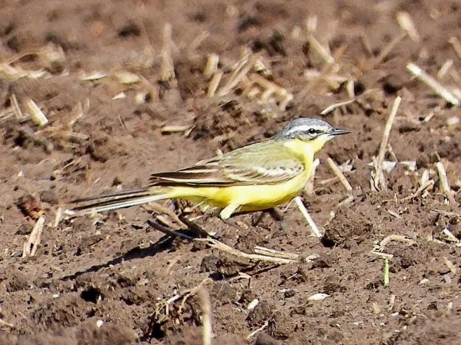 Gespotte Gele kwikstaart