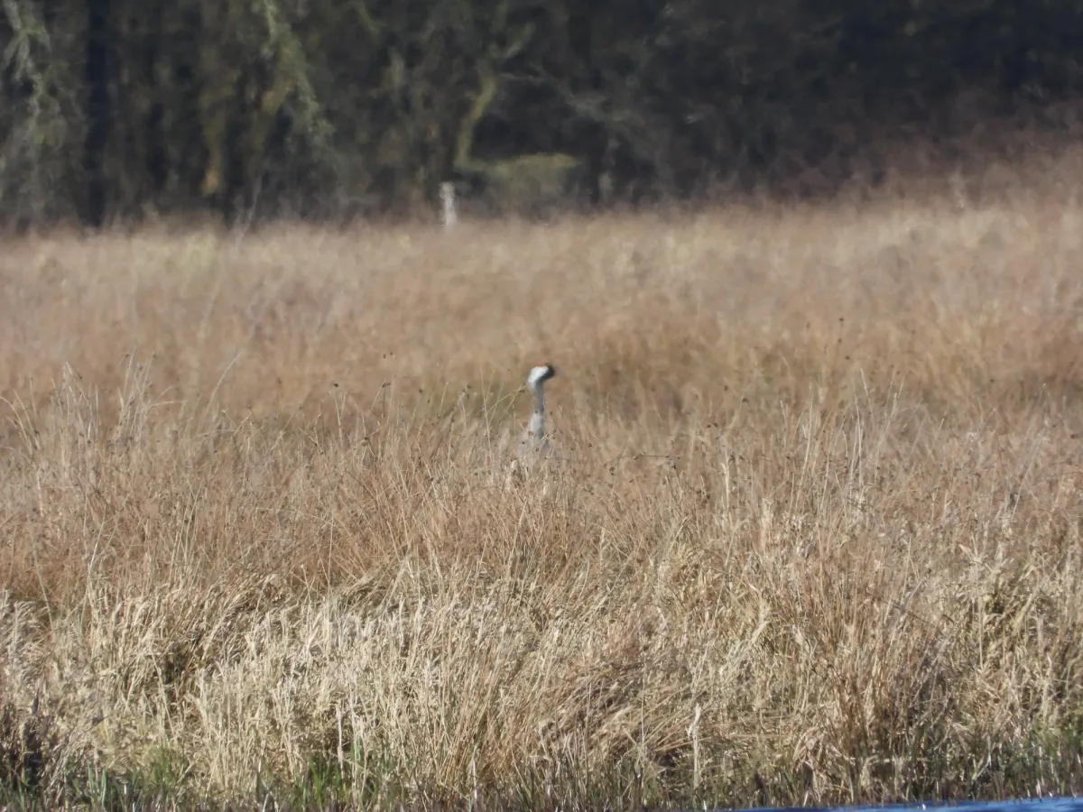 Spotted Common Crane