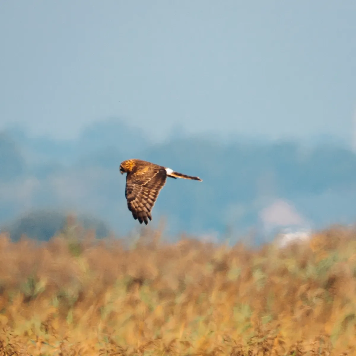 Spotted Hen Harrier