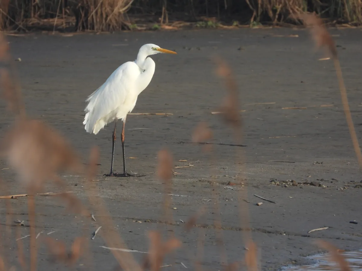 Gespotte Grote zilverreiger
