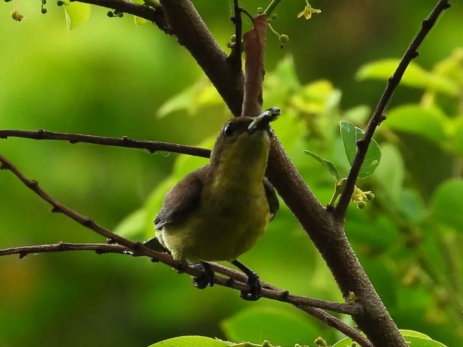 Gespotte Langstaartsnijdervogel