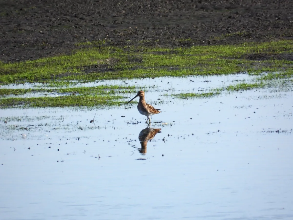 Waargenomen Watersnip
