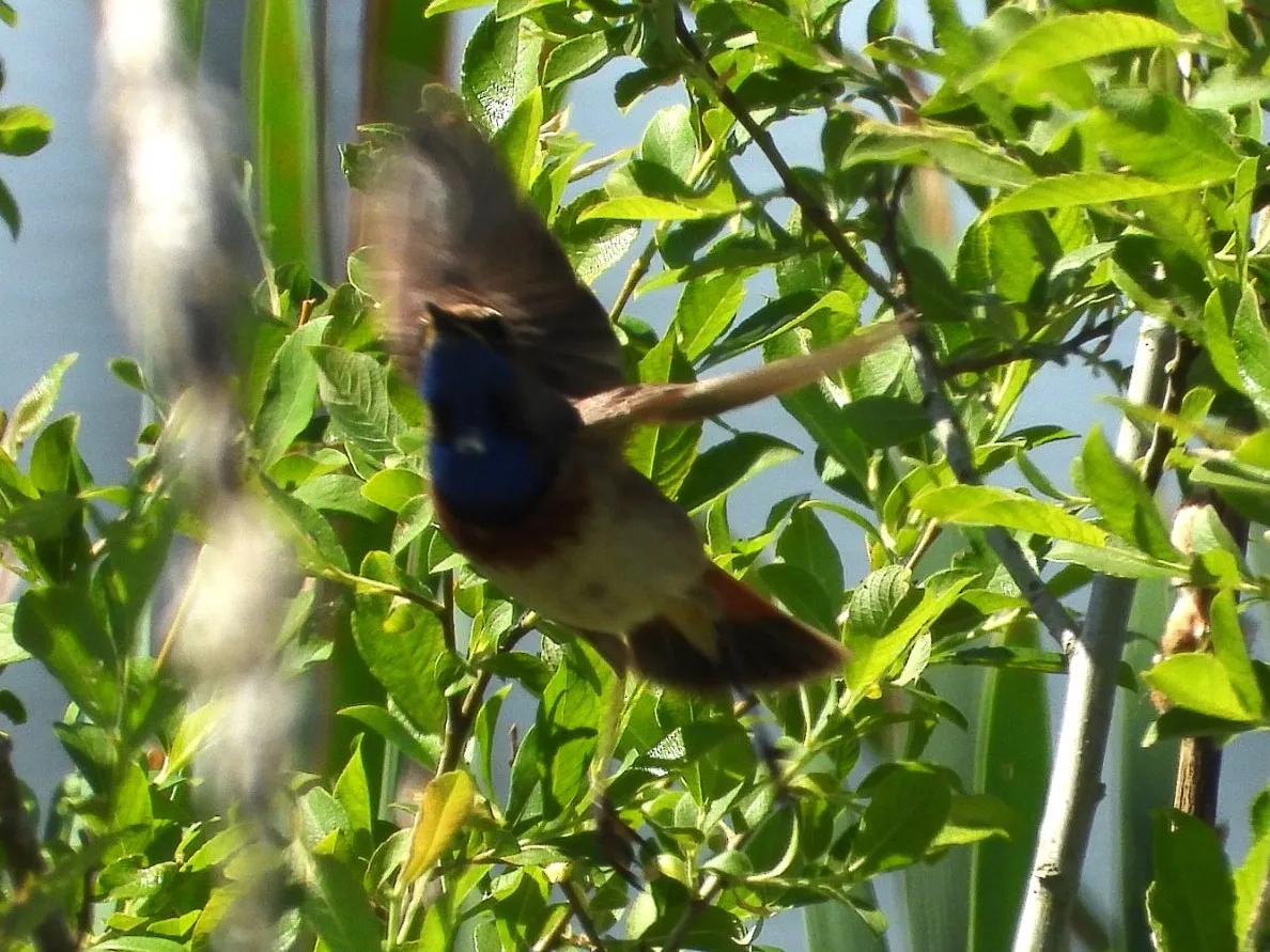Waargenomen Blauwborst