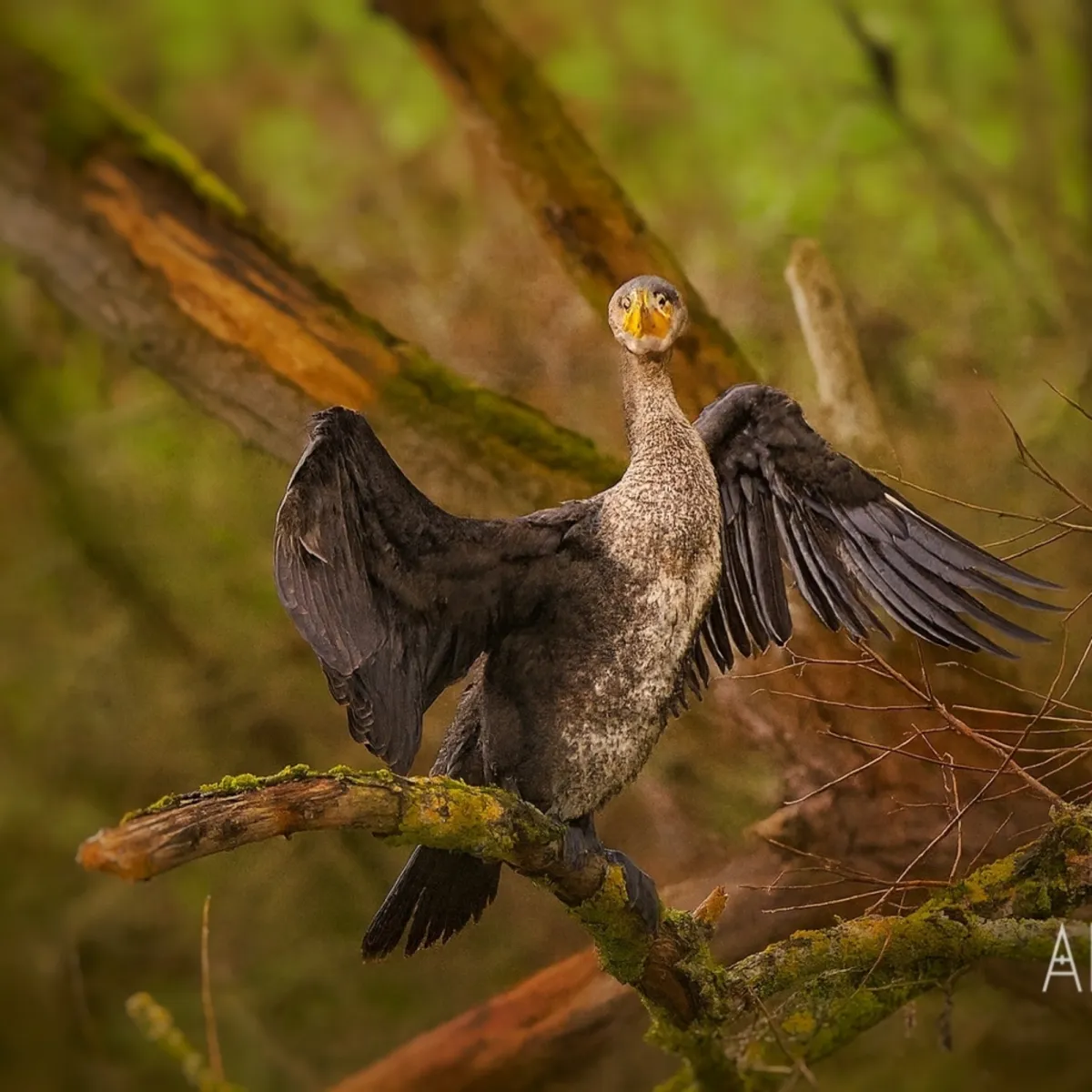 Gespotte Aalscholver