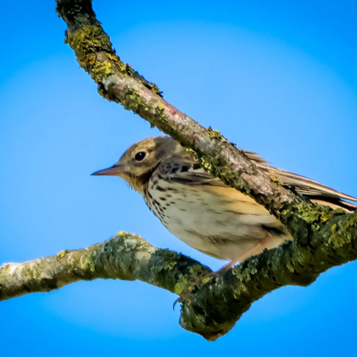 Spotted Tree Pipit