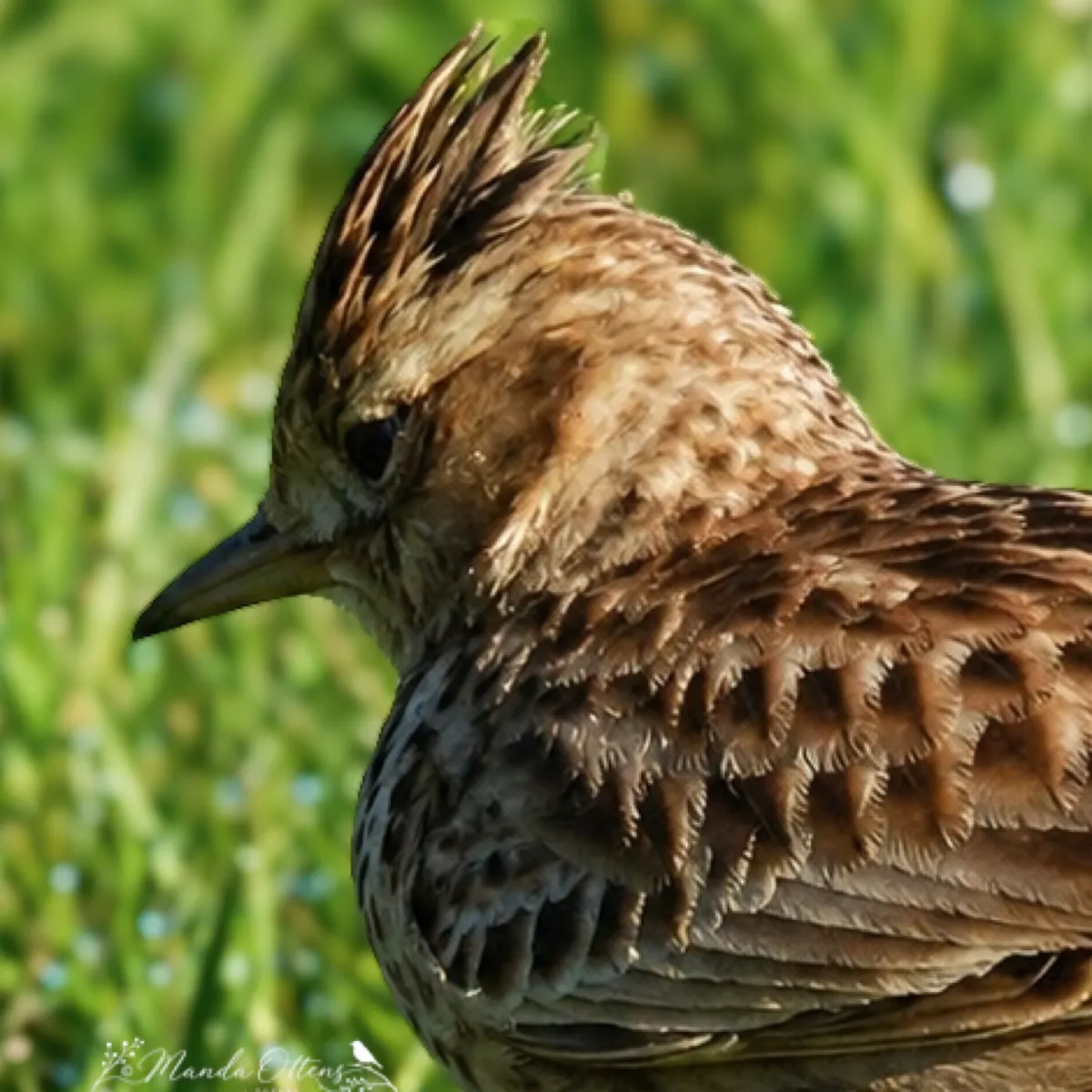 Gespotte Veldleeuwerik
