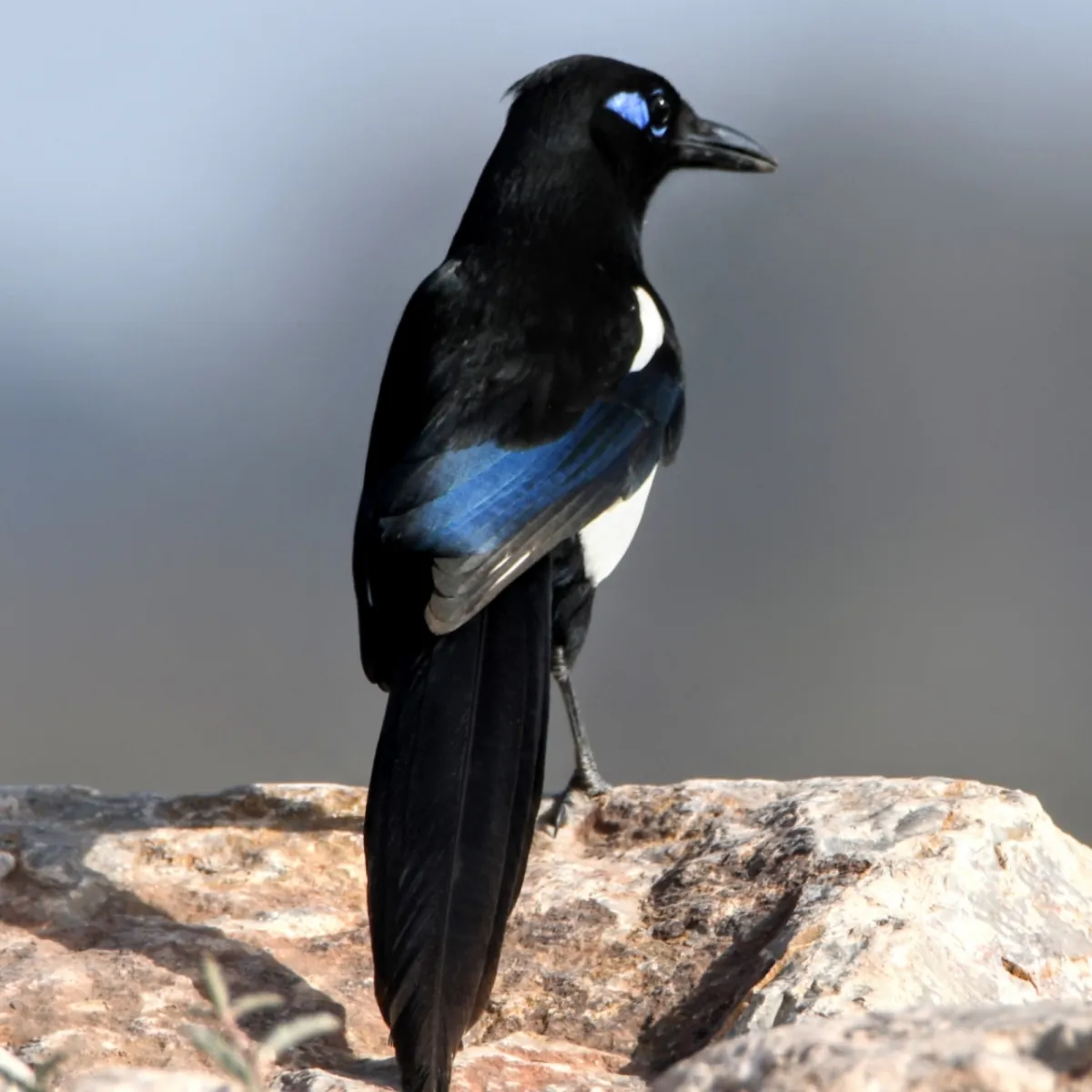 Gespotte Maghrebekster