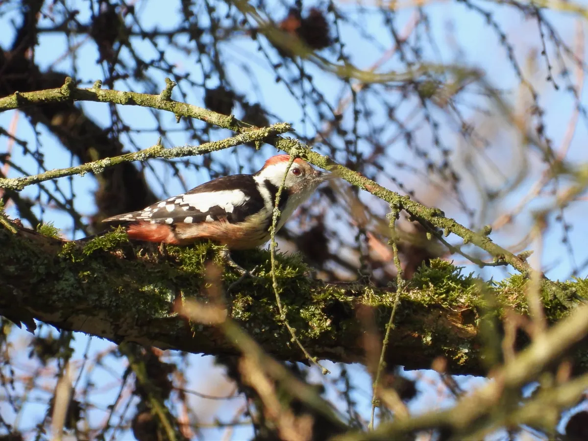 Gespotte Middelste bonte specht
